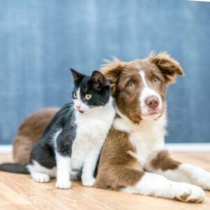 Pets