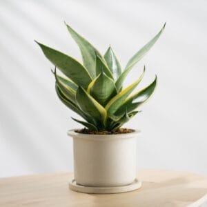 Home & Garden